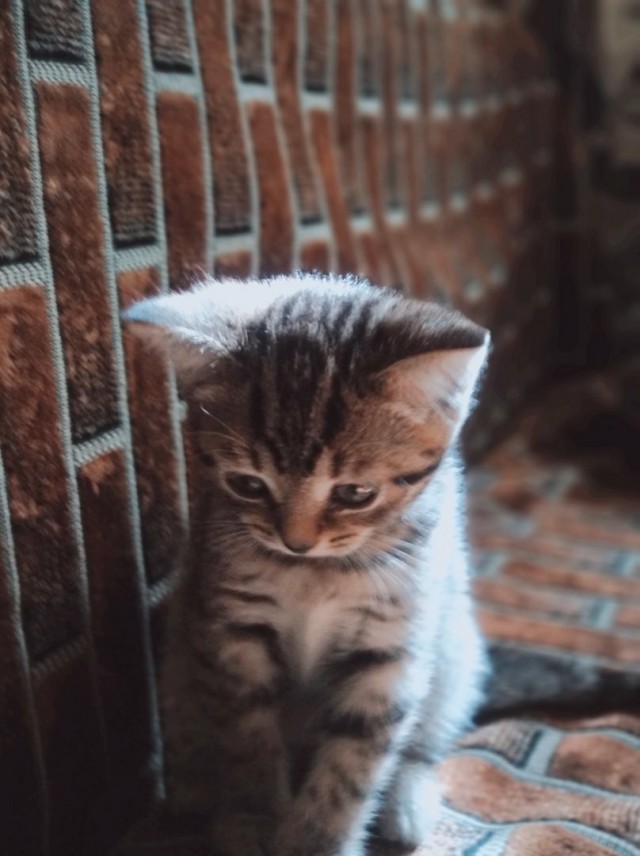 Эти забавные животные