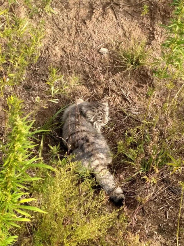 Манулы. Котофотопост