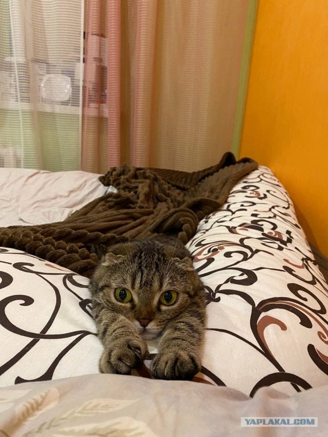 Котовторник!