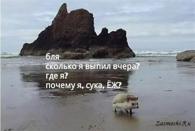 Пьяные ёжики