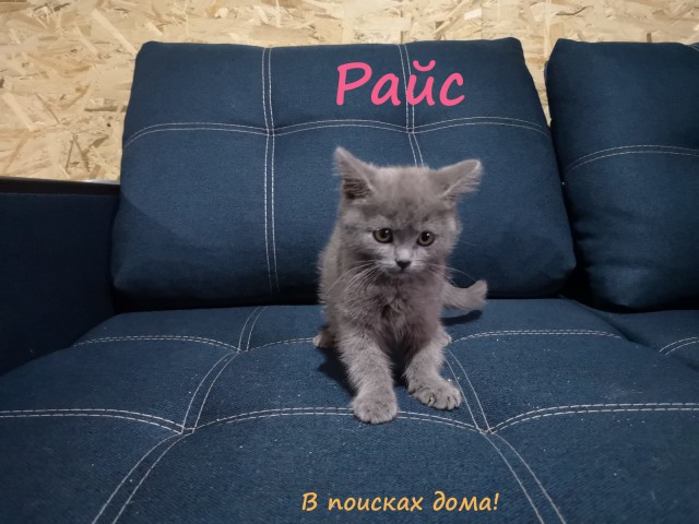 Жизнь домашнего приюта "Котоленд" 309