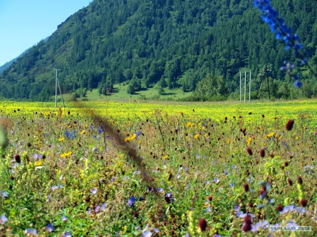 В ноябре на Алтае 2010г.