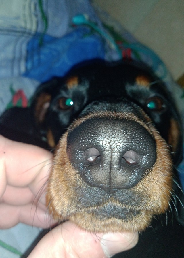 Нос