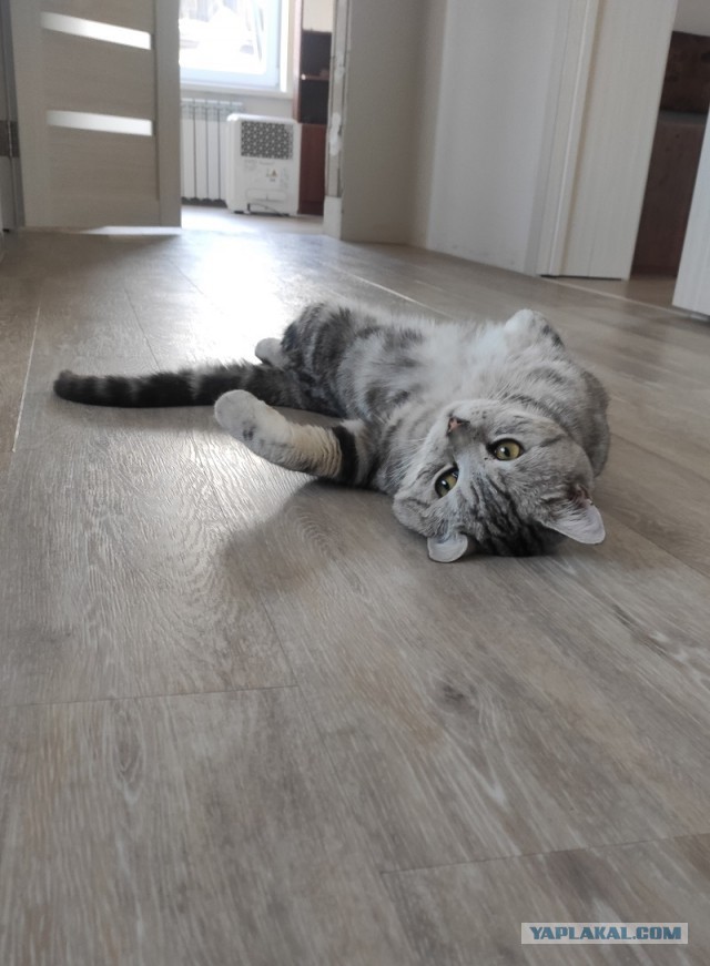 Господа и дамы ЯПа! Котовторник у нас начался! Отойдите от политоты и давайте котиков побольше!
