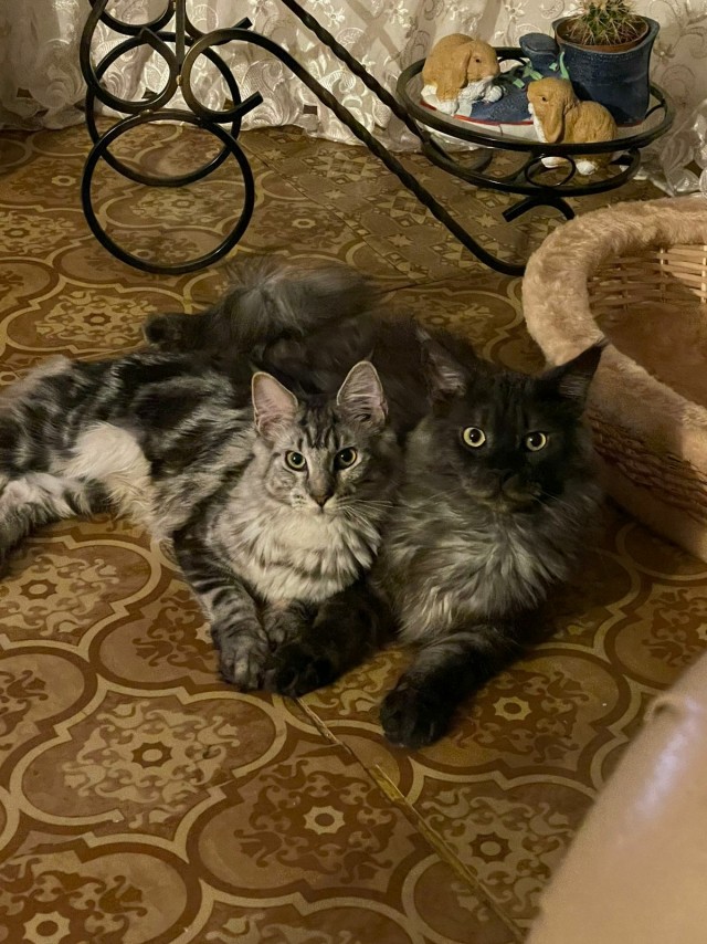 Котовторнику посвящается