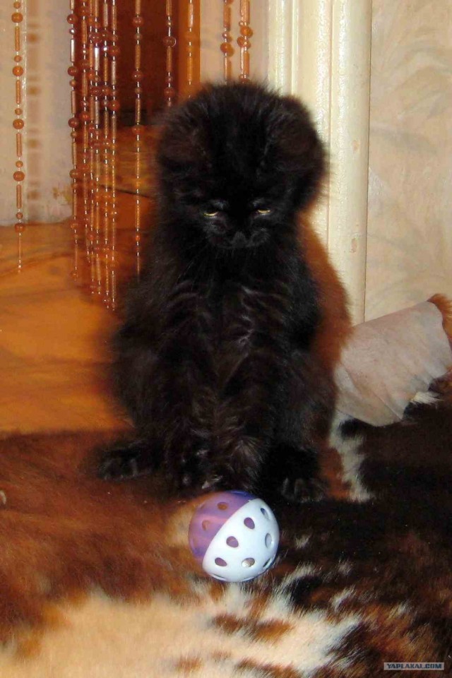 Котейко в добрые руки