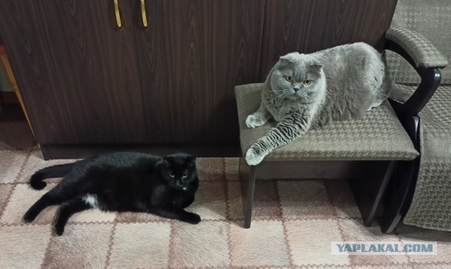 Шерстяной котовторник. Октябрь 2022