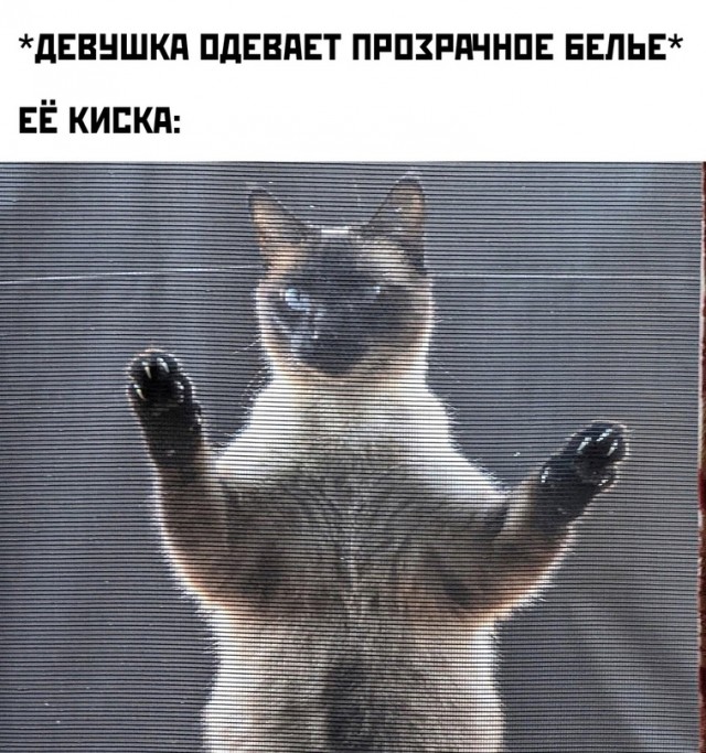 Картинки и мемы для настроения - 119
