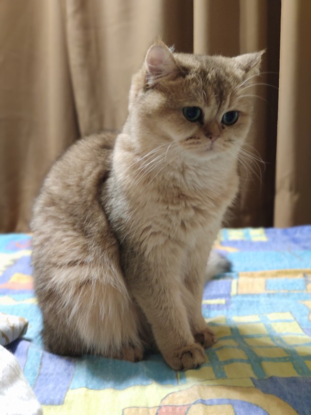 Вторник, сэр кот