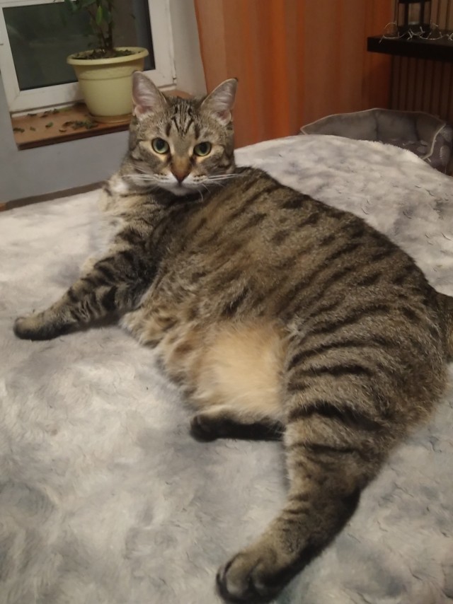 К котовторнику
