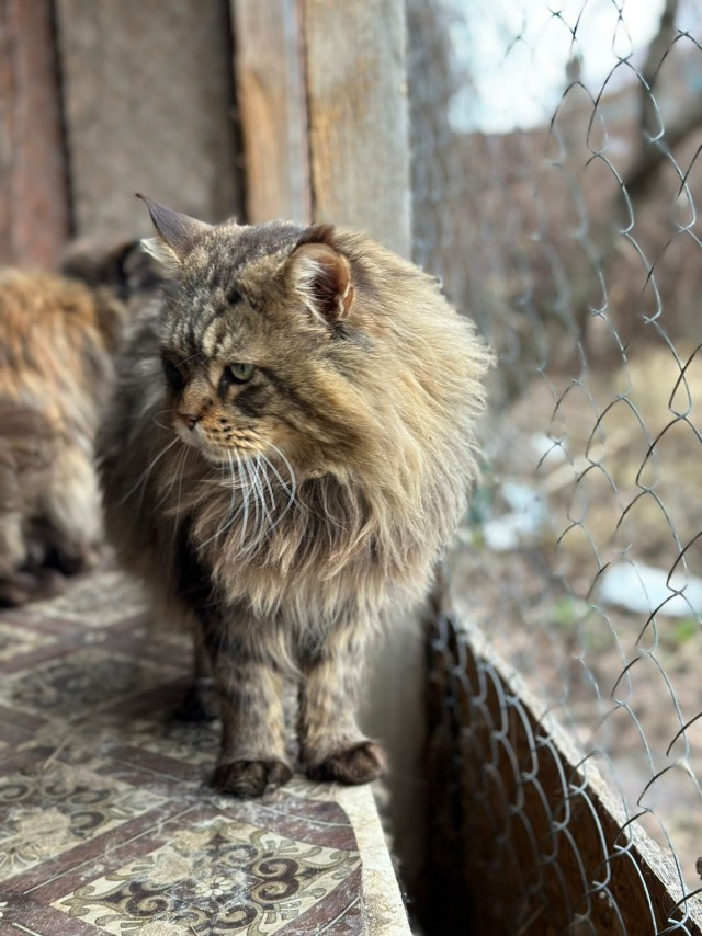 Котоленд. Много мейн-кунов в поисках спасения!⁠⁠