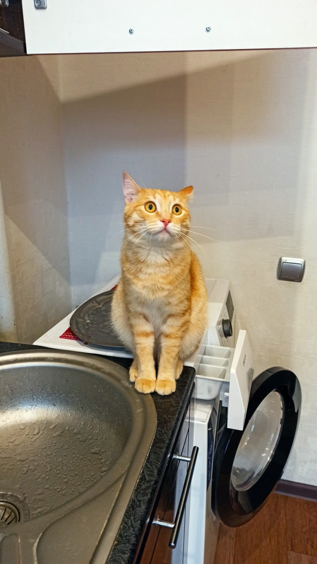 Не только котовторник, а еще и Всемирный день кошек!