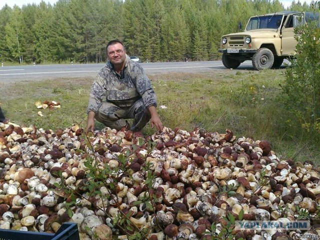 Вот зачем столько грибов?