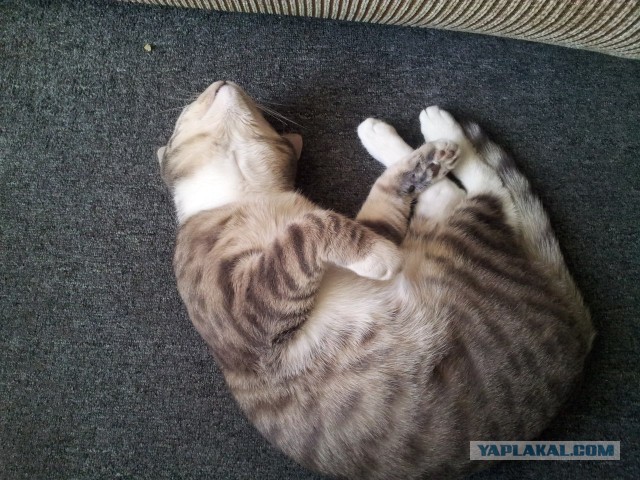Котовторник 21.05.2013