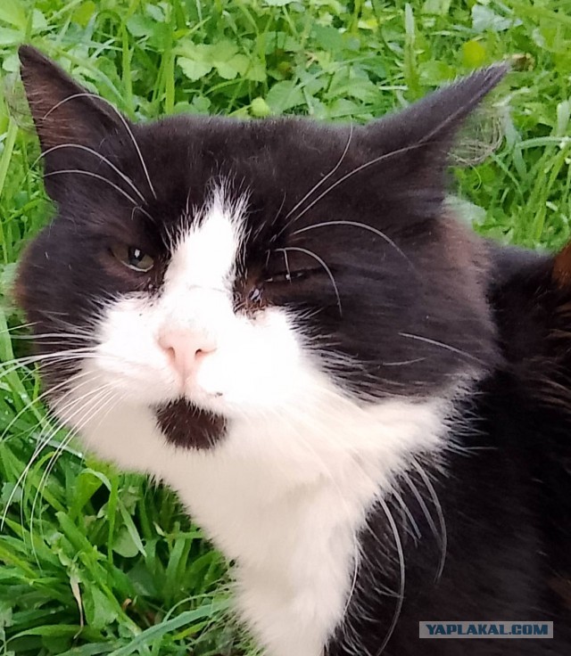 Котовторник, от мала до велика