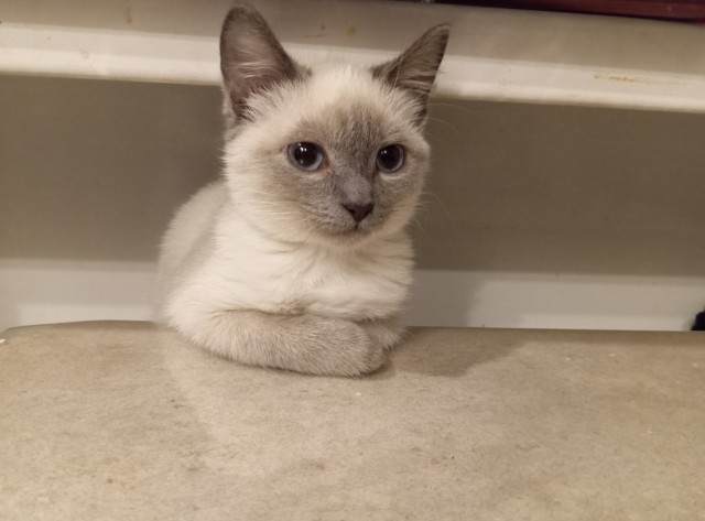 Котэ