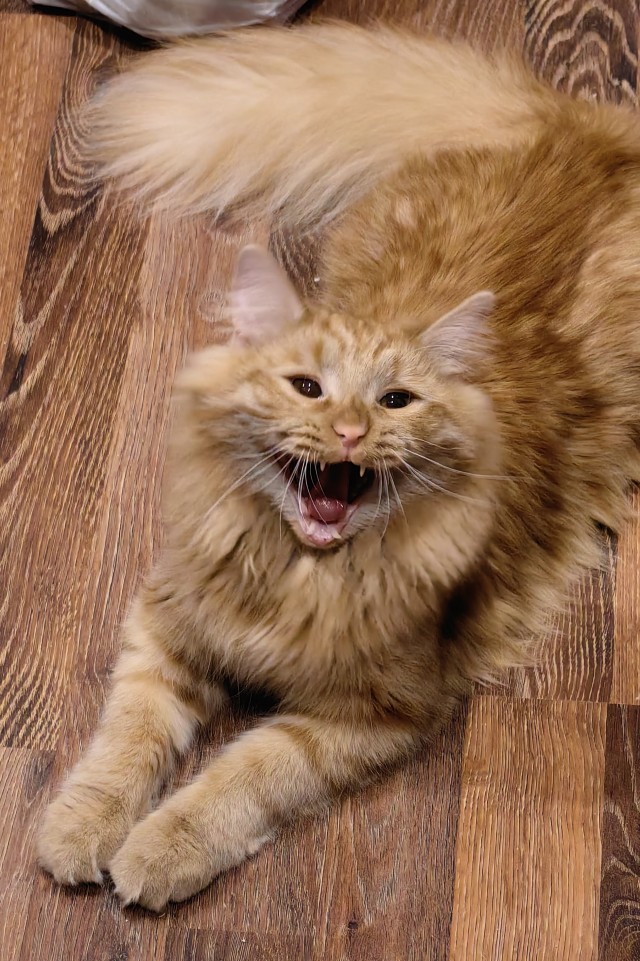 Котовторник!