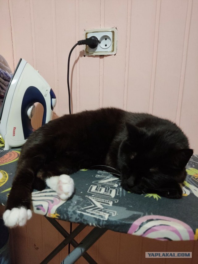Спящий кот