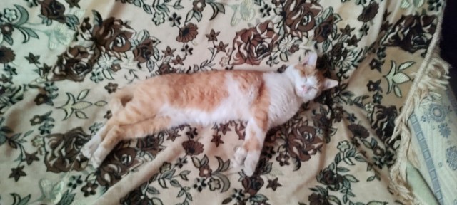 Это что, котовторник?