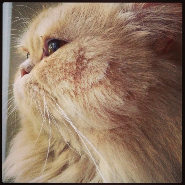 Смешные коты, которые бы победили на конкурсе абсурдных фотографий