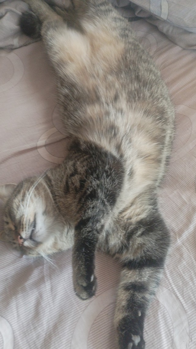 Котик из мусорного бака