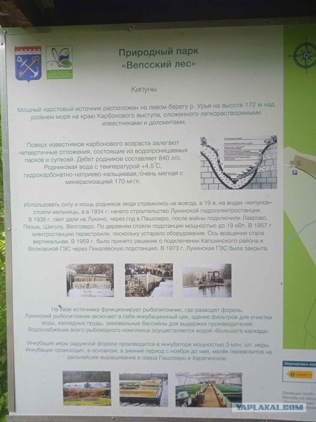 На квадроциклах по Вепсскому лесу