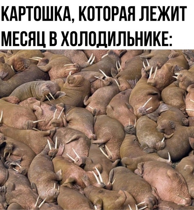 Картинки для деградации 25 (разной степени свежести)