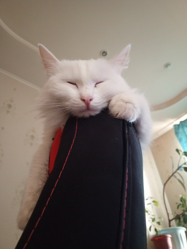 Котаняны