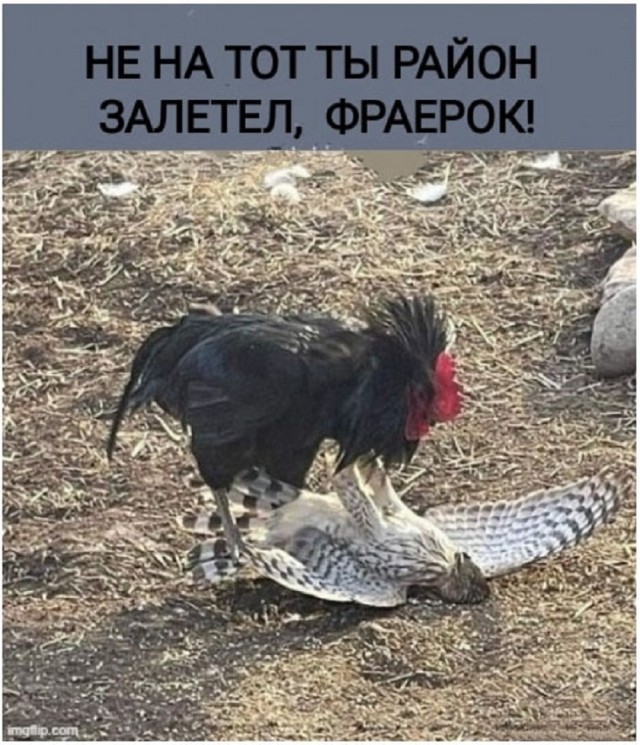 Так себе картинки 24.09.25