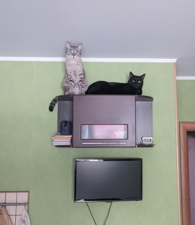 Путешествие городского кота в деревню