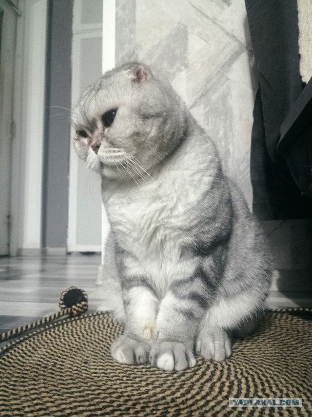 Котовторник 21.10.2025