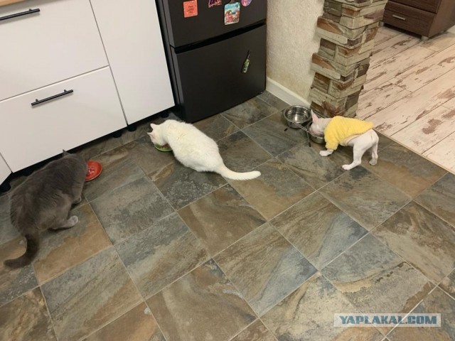 Ответочка кота