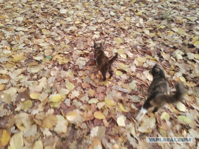 Жизнь домашнего приюта для котеек 562