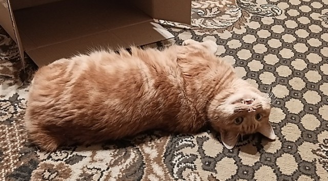Хвостище к котовторнику