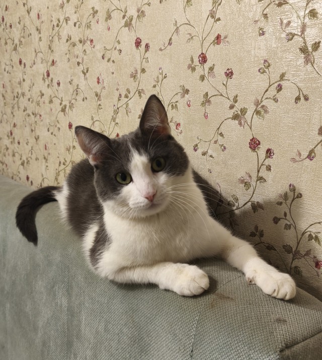 Друзья (котовторник)
