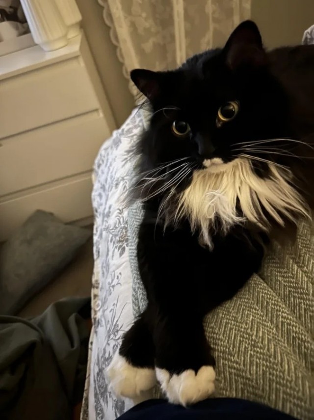 Котики тоже любят читать