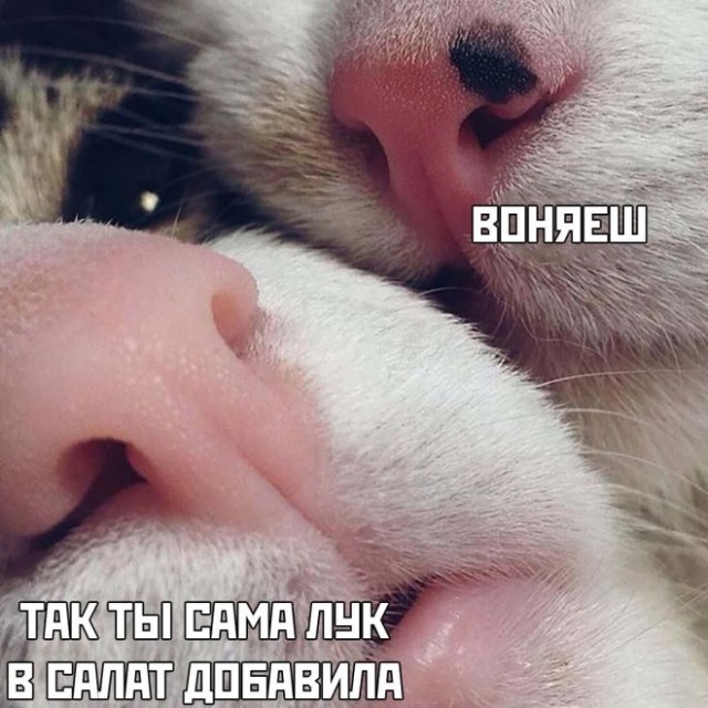 Котямбосы