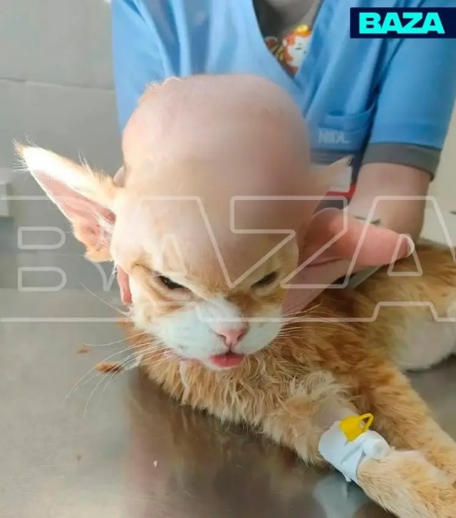 16-летнего кота с полукилограммовой опухолью на голове спасли в Подольске.