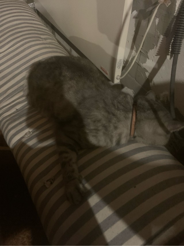 Котовторник 29.09.2026