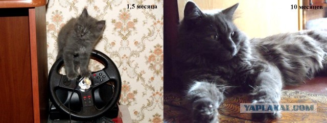 Коты и время