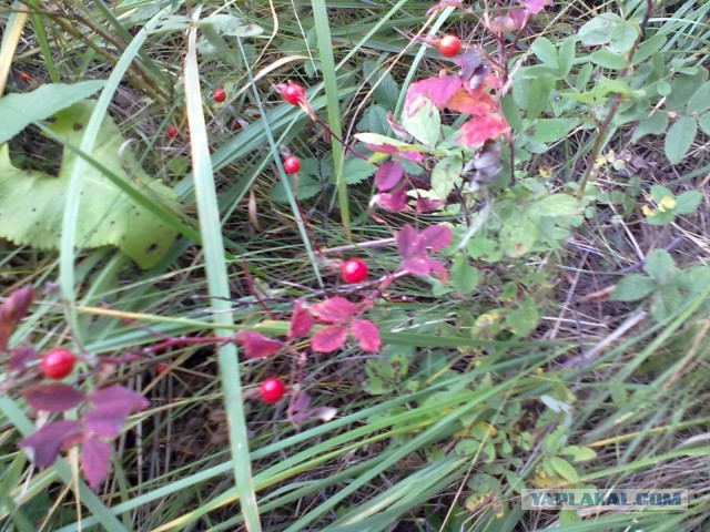 Выбрались за грибами.