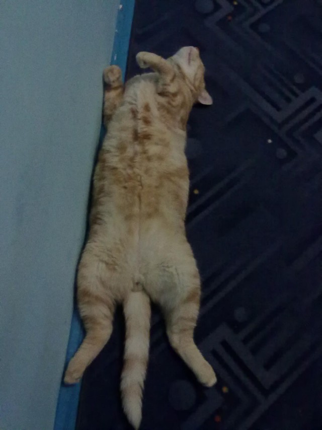 Забавный котикс