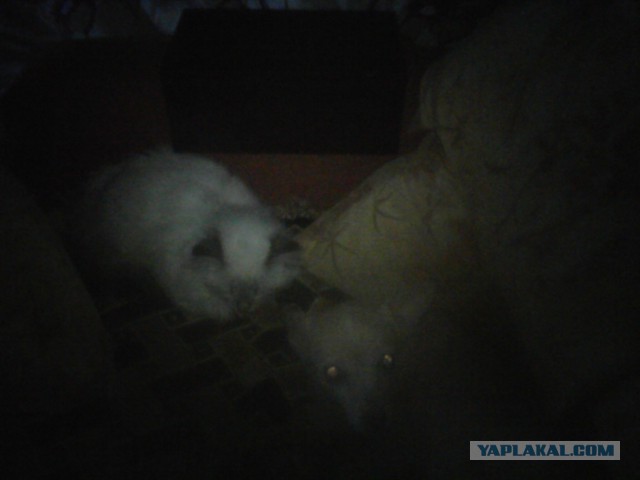 Котовторник  28.01.14