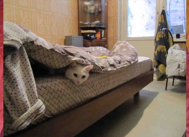 А где прячется ваш кот?