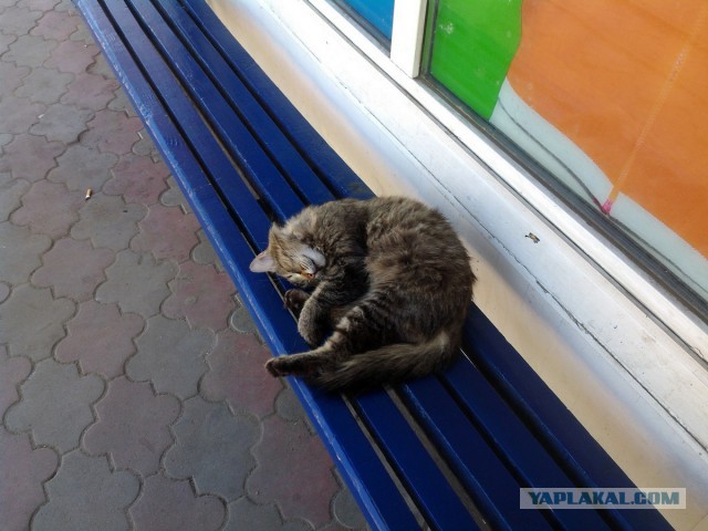 Неинтересные факты