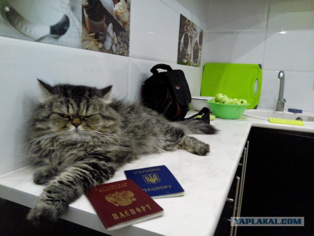 Карьерный рост беженца