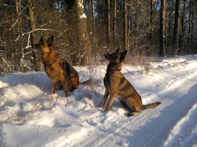 7 знаменитых пород собак, выведенных в России