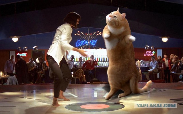 Жил-был кот