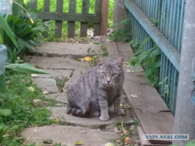 Котовторник 16.06.2015., Котовторник наступил!