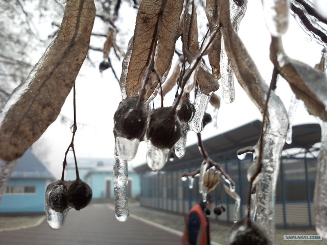 Ледяная зима